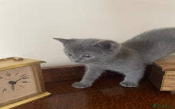 Mixed Breed cats for sale: Russian Blue/tuxedo cross kittens - Image 10