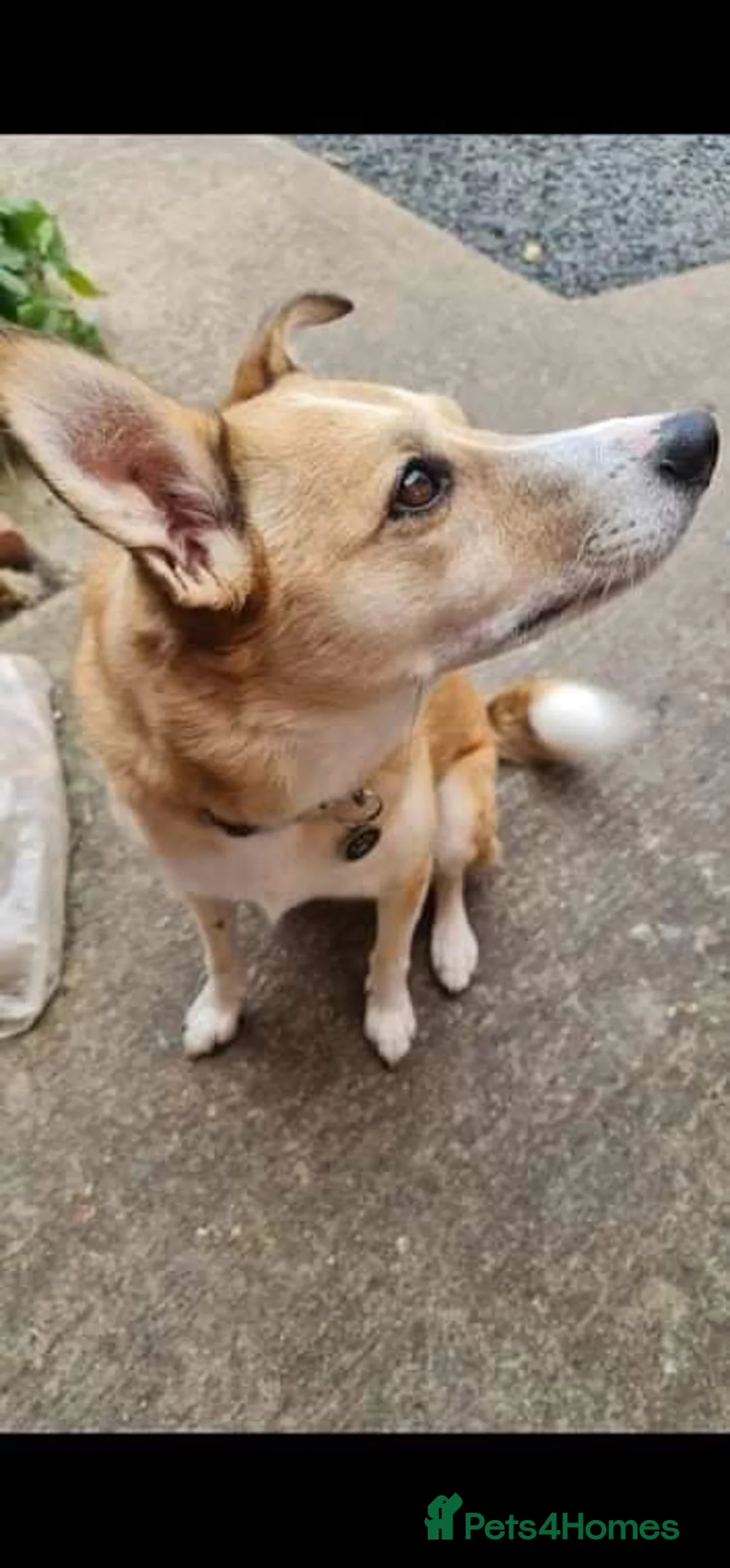 Mixed Breed dogs for adoption: Meet Bailey, currently residing in Wilshire in Calne - Advert 3