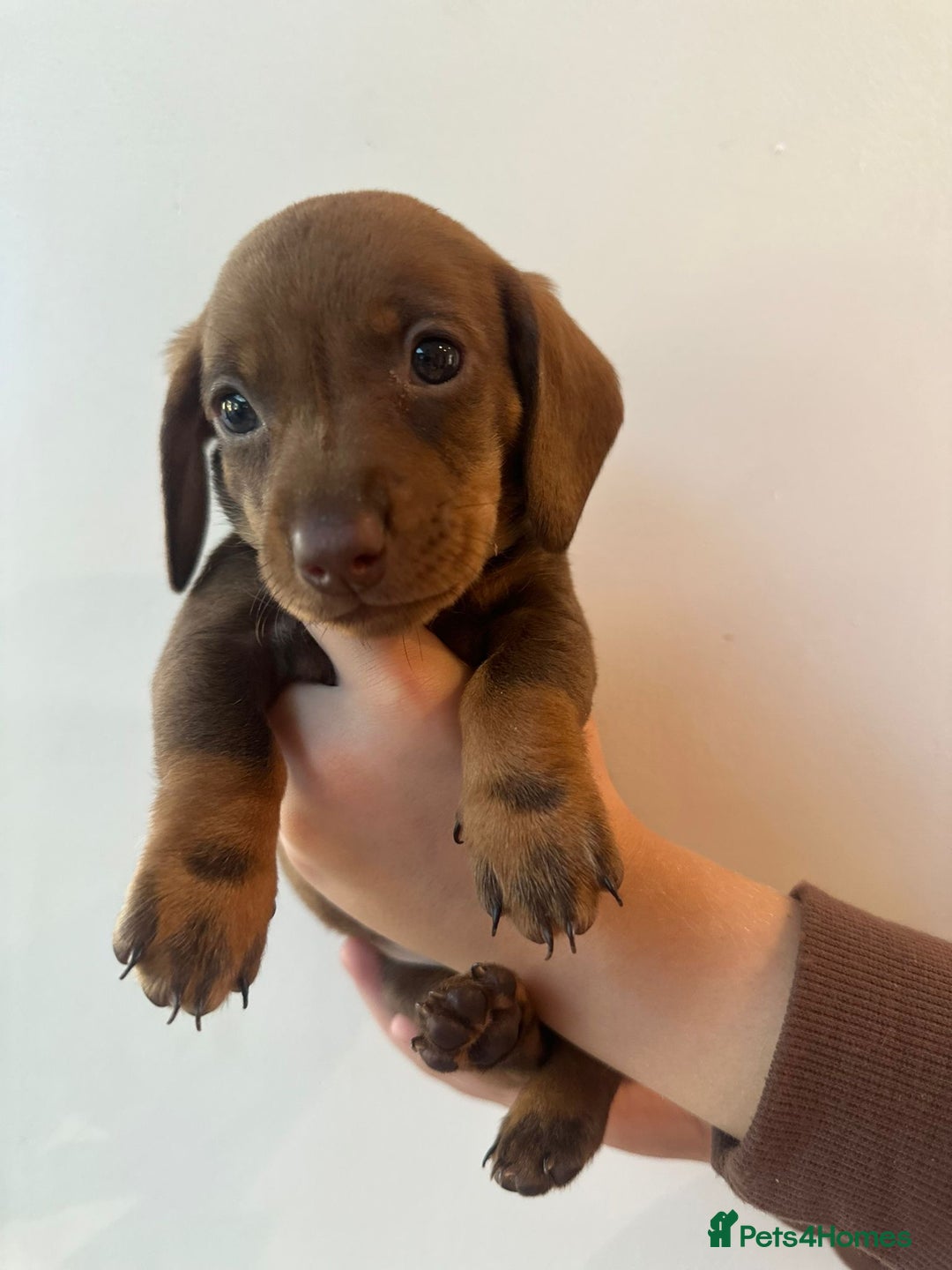 Dachshund dogs for sale: Dachshund puppies  - Advert 31