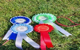 Rhodesian Ridgeback dogs for sale: EXCEPTIONAL OPPORTUNITY TO PURCHASE SHOW QUALITY  - Image 17