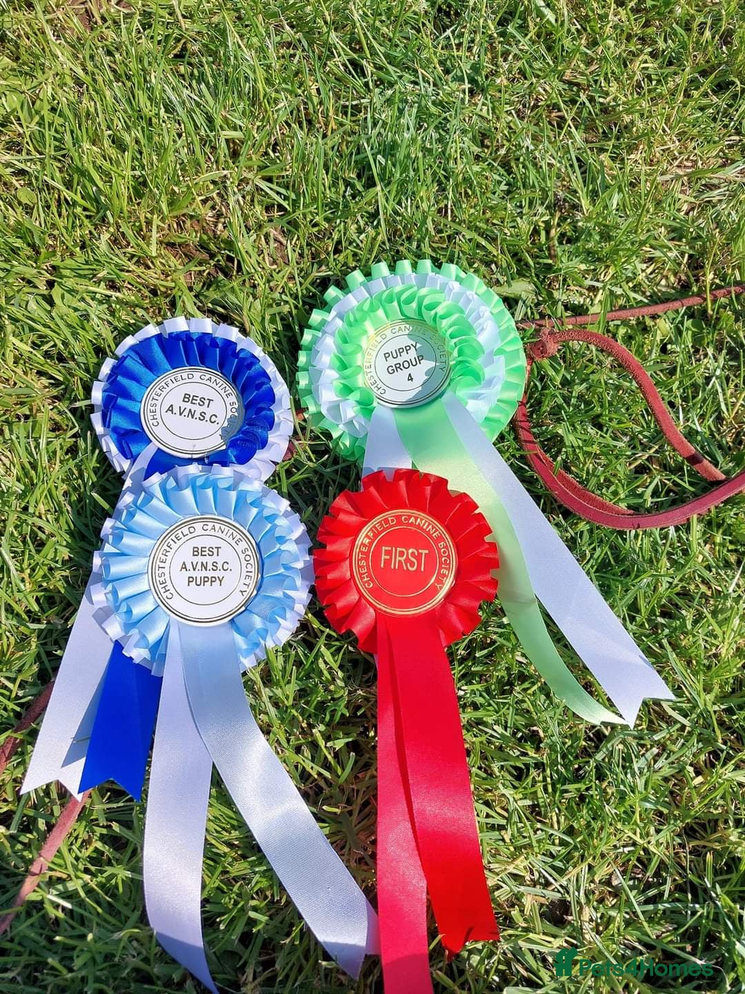 Rhodesian Ridgeback dogs for sale: EXCEPTIONAL OPPORTUNITY TO PURCHASE SHOW QUALITY  - Image 17