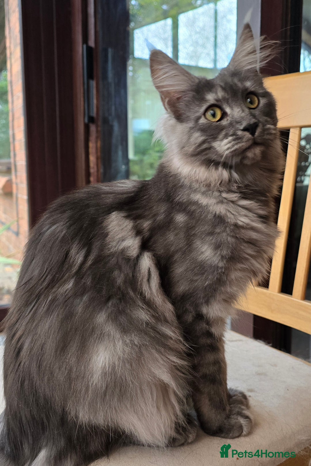 Maine Coon cats for sale: Black Smoke - Advert 6