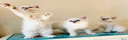 Ragdoll cats for sale: GCCF REGISTERED RAGDOLLS - Advert 7