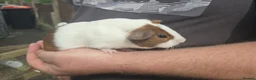 Guinea Pig rodents for sale: Young male Guinea pigs - Advert 2