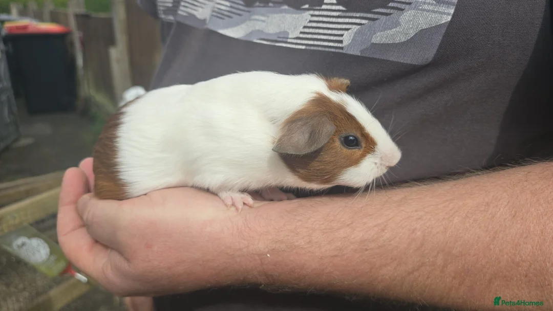 Guinea Pig rodents for sale: Young male Guinea pigs - Advert 2