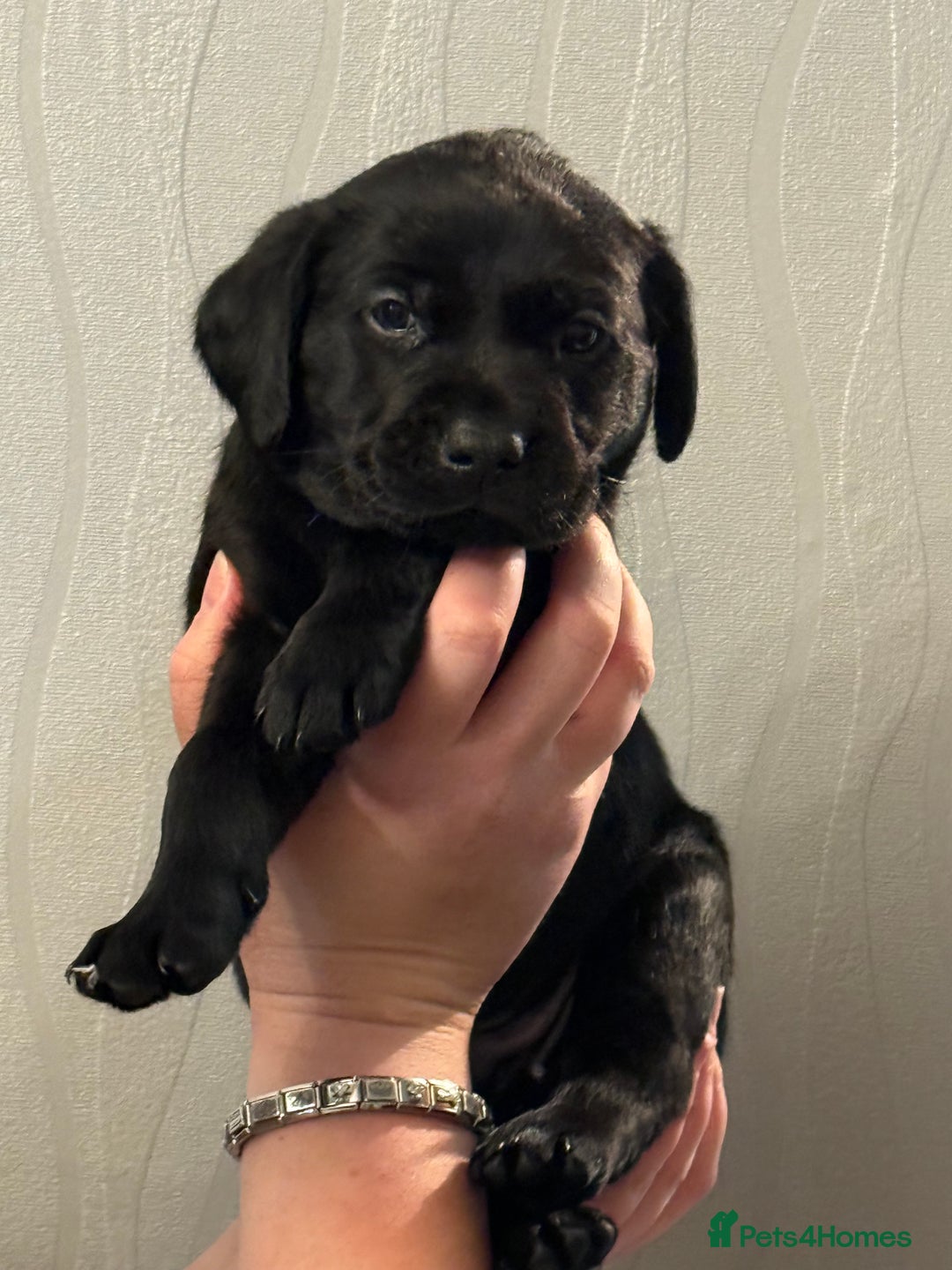 Labrador Retriever dogs for sale: Labrador puppies  - Advert 23