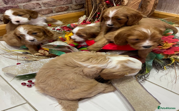 Mixed Breed dogs We have a litter of cavapoo puppies for sale  - Advert 4