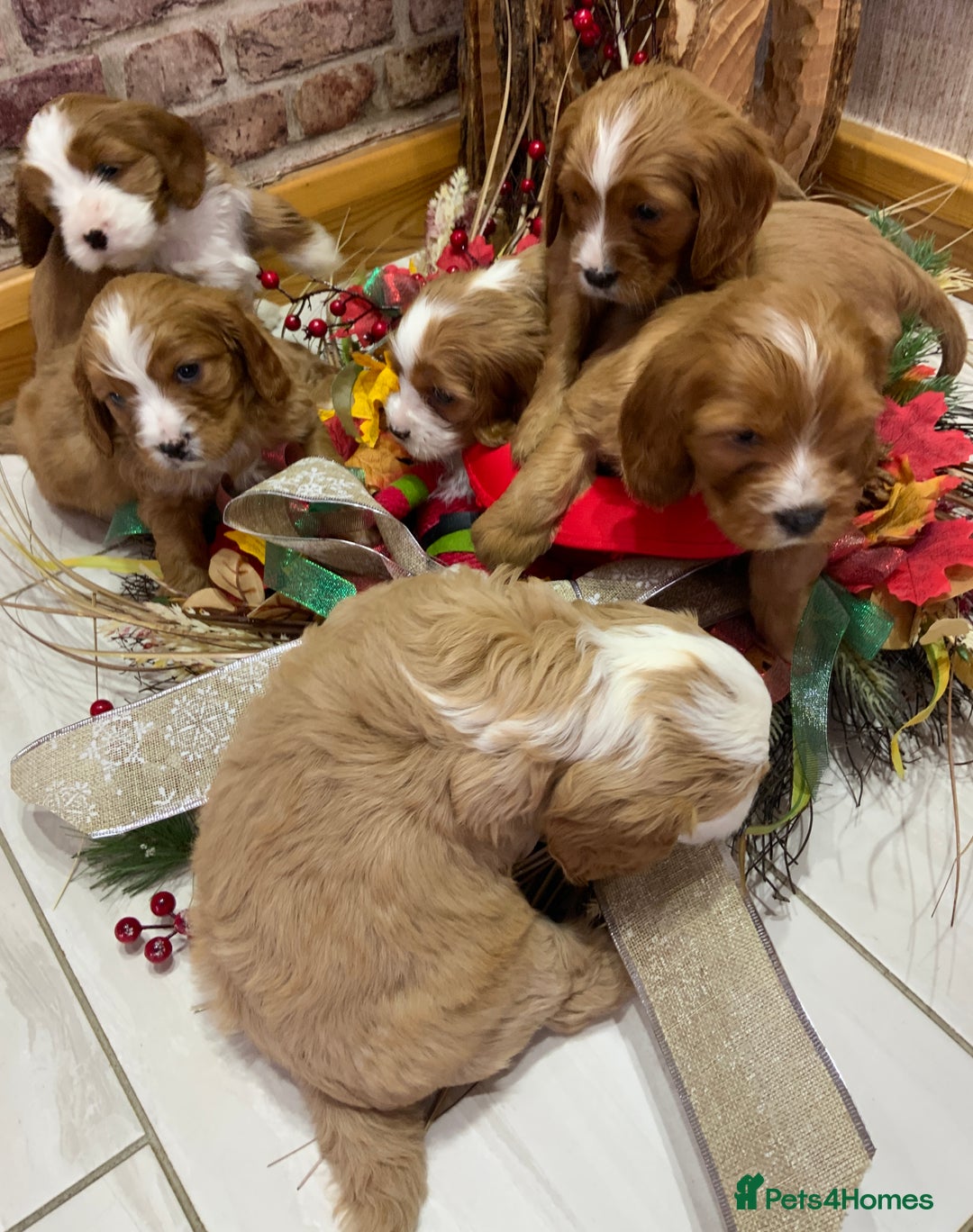 Mixed Breed dogs for sale: We have a litter of cavapoo puppies for sale  - Advert 1