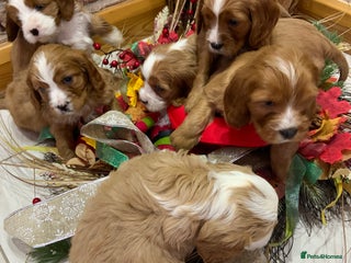 Mixed Breed dogs We have a litter of cavapoo puppies for sale - Advert 4