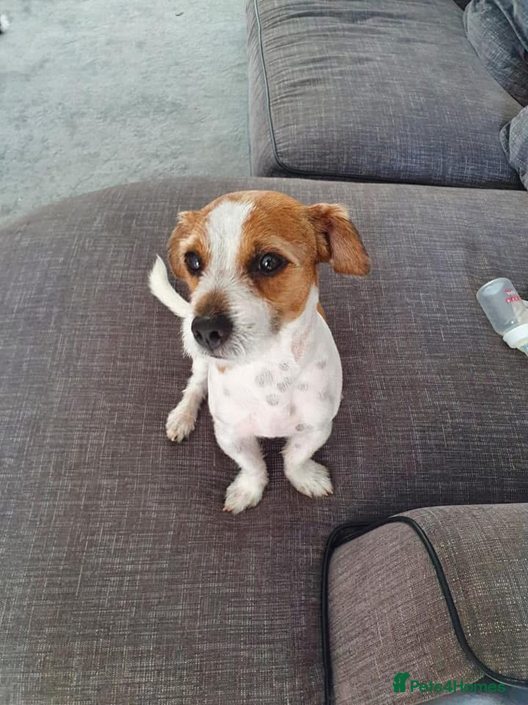 Jack Russell dogs for sale: Jack russel - Image 2