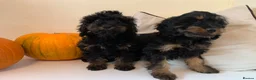 Cockapoo dogs for sale: Beautiful F1B Cockapoo boys  - Advert 4