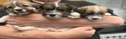 Jack Russell dogs for sale: Adorable Jack Russell Puppies - Advert 7