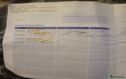 French Bulldog dogs for stud: Dogs name Zeus in a good healthy all vaccination  - Advert 10