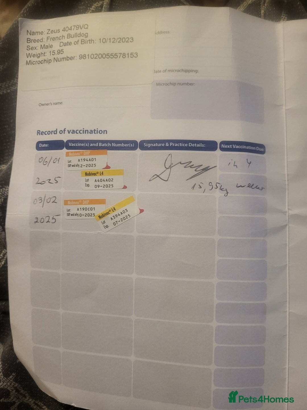 French Bulldog dogs for stud: Dogs name Zeus in a good healthy all vaccination  - Advert 10