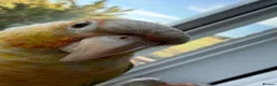 Conures birds for sale: Pineapple conure for sale  - Advert 5