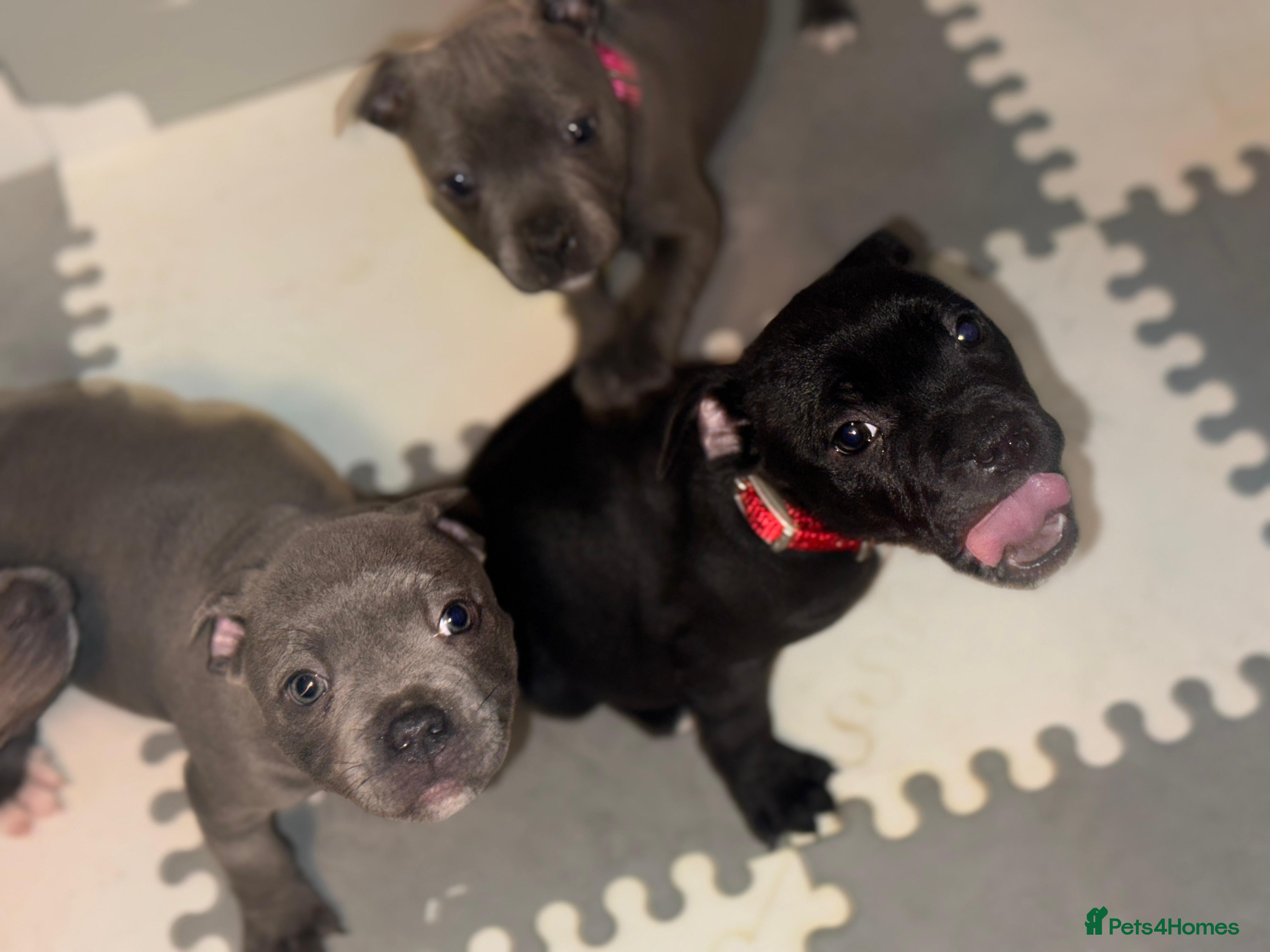 Staffordshire Bull Terrier dogs Kc reg champion staff puppies - Advert 1