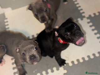 Staffordshire Bull Terrier dogs Kc reg champion staff puppies - Advert 3