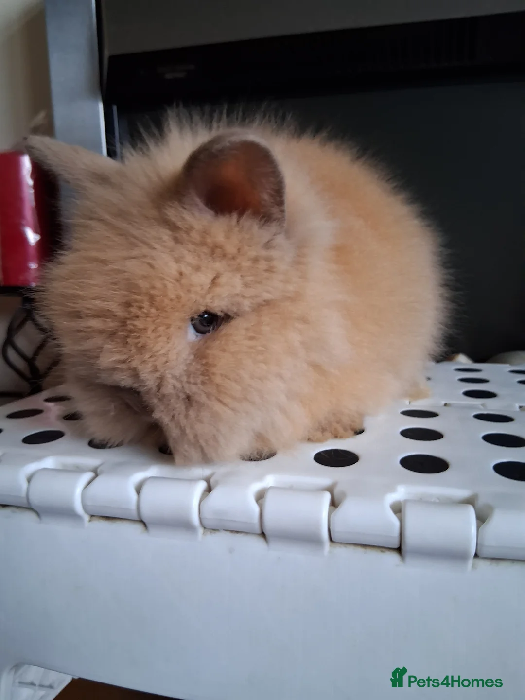 Lionhead rabbits for sale: Lionhead Baby Bunnies  - Advert 1