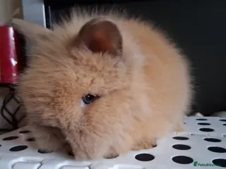 Lionhead rabbits Lionhead Baby Bunnies - Advert 2