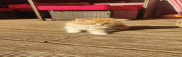 Persian cats for sale: Honey  - Advert 7