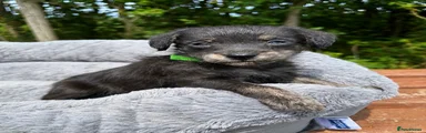 Green collar
