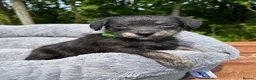 Jackapoo dogs for sale: Jackapoo Puppies 🐾 - Advert 3