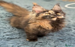 Maine Coon cats for sale: European Blood Lines GCCF Reg Main Coon Kittens  - Image 9