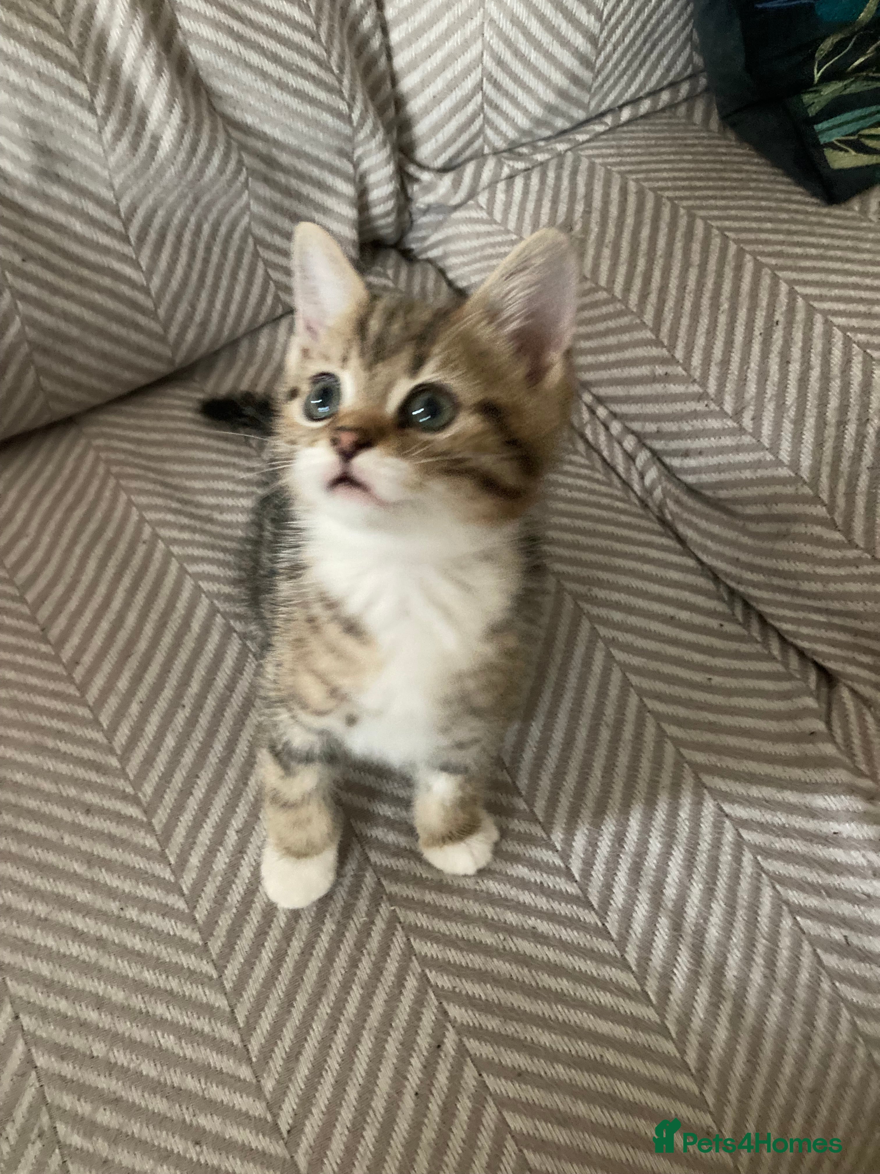 British Shorthair cats Last little girl kitten *SOLD* - Advert 16