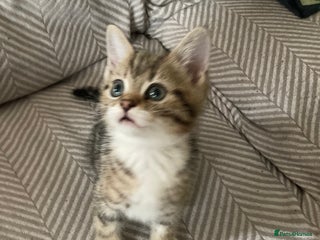 British Shorthair cats Last little girl kitten - Advert 1