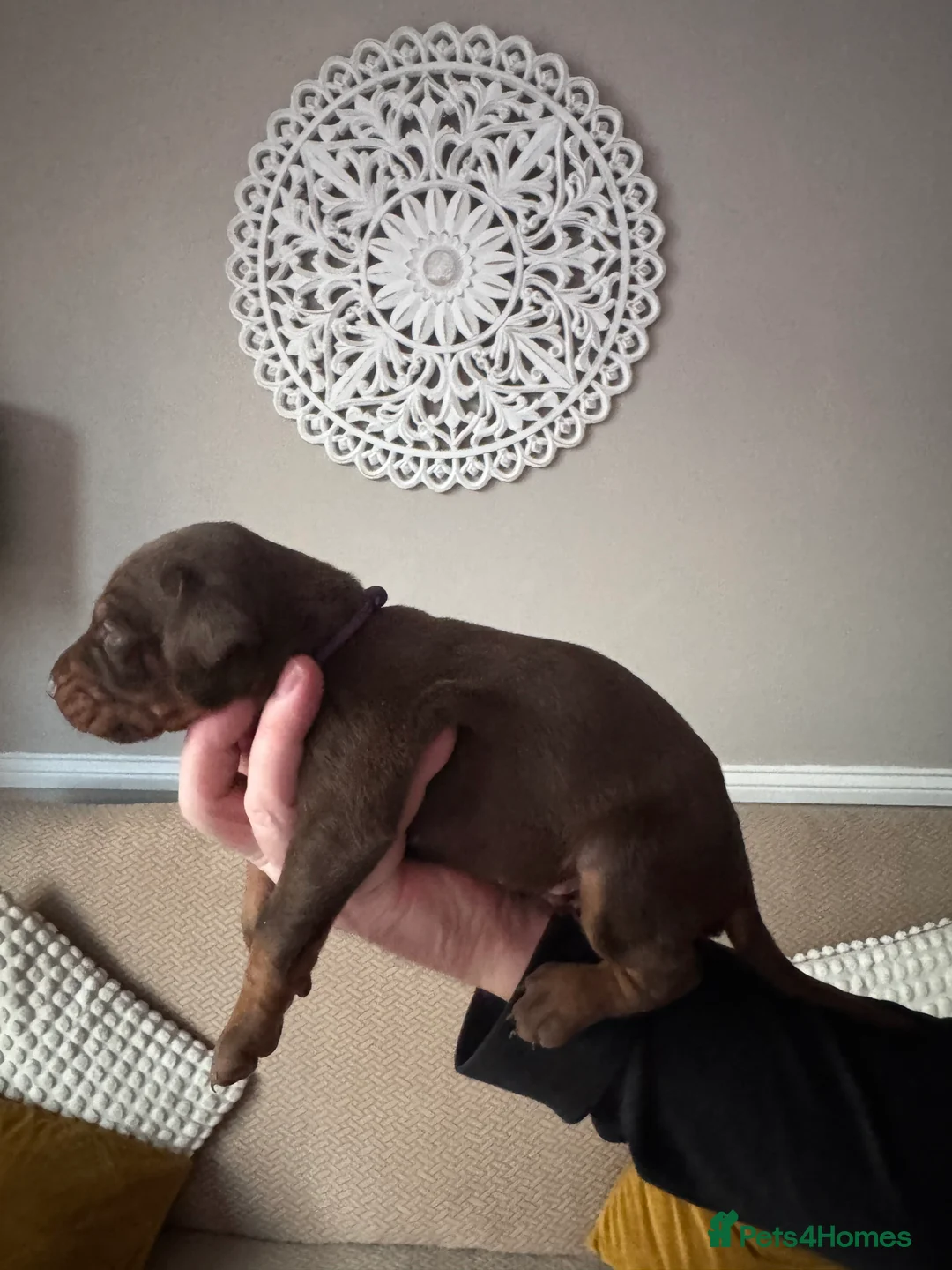 Dobermann dogs for sale: Beautiful Doberman puppies  - Advert 21
