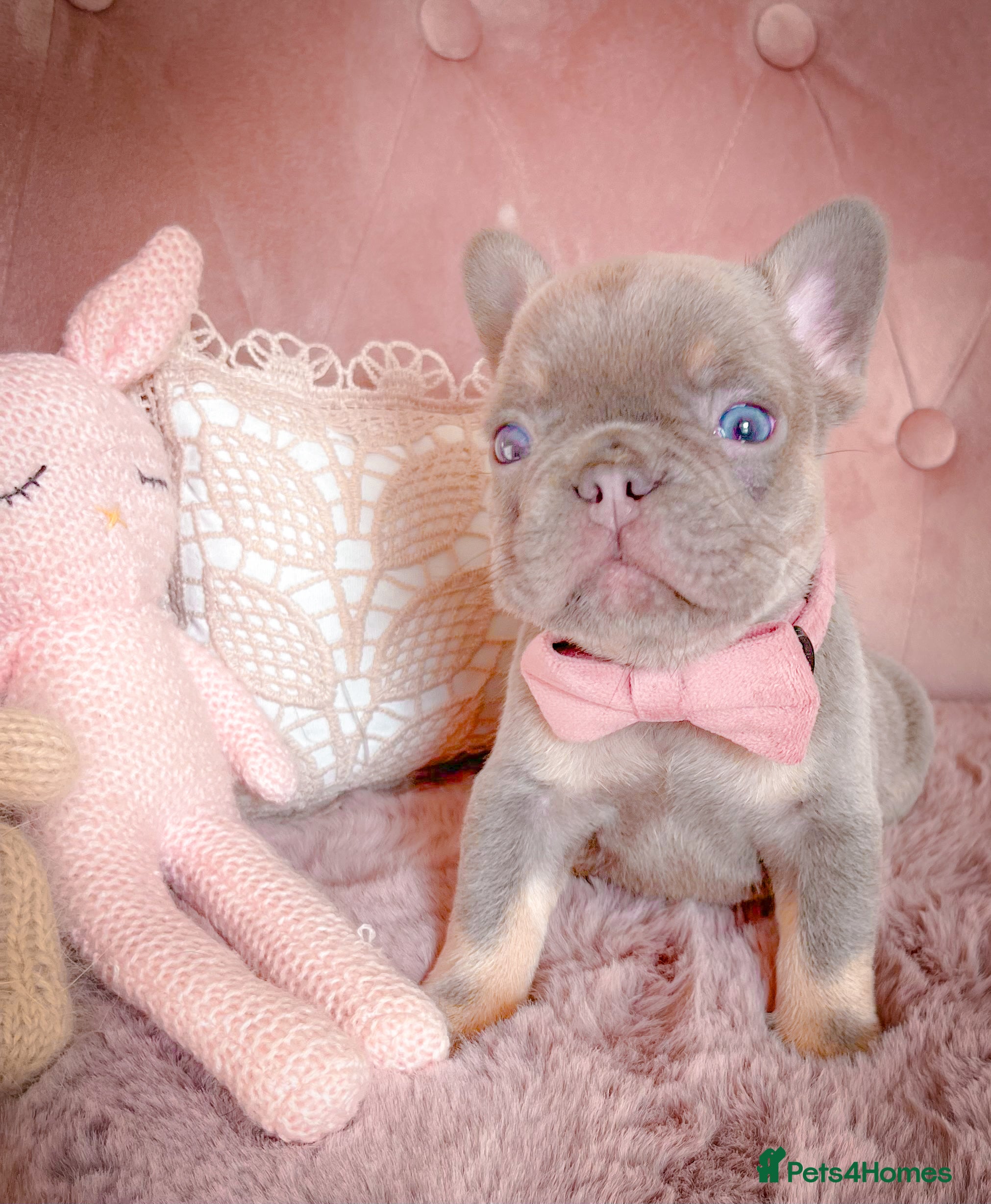 French Bulldog dogs 🌸READY TO GO GIRLS&BOYS🌸 - Advert 6