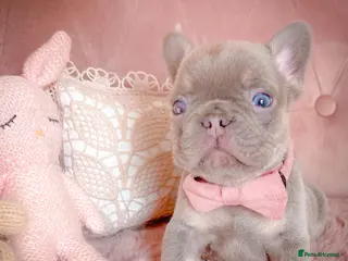French Bulldog dogs 🌸READY TO GO GIRLS&BOYS🌸 - Advert 4