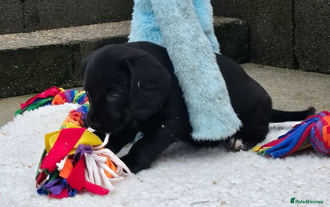 Bocker dogs for sale: Beautiful Bocker Bitch Puppies - Ready 25.02.26 - Advert 10