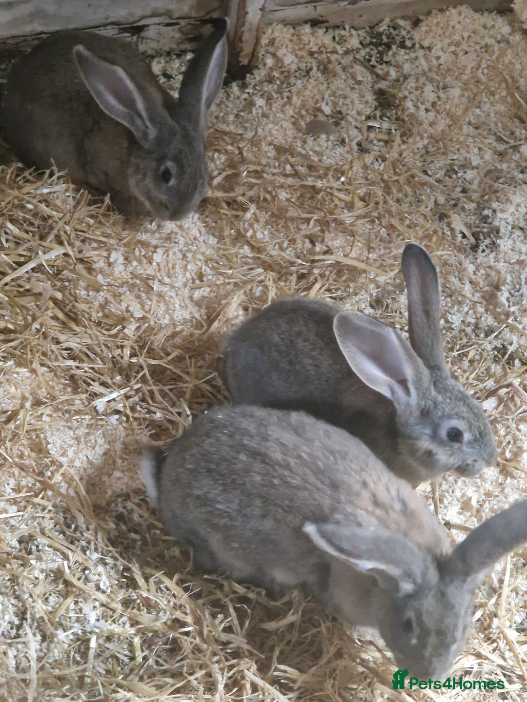 Continental Giant rabbits for sale: Continental Giants  - Advert 2