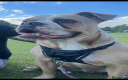 Old Tyme Bulldog dogs for sale: Kyro & Lyla Litter Old Tyme Old English Bullgdog - Image 29