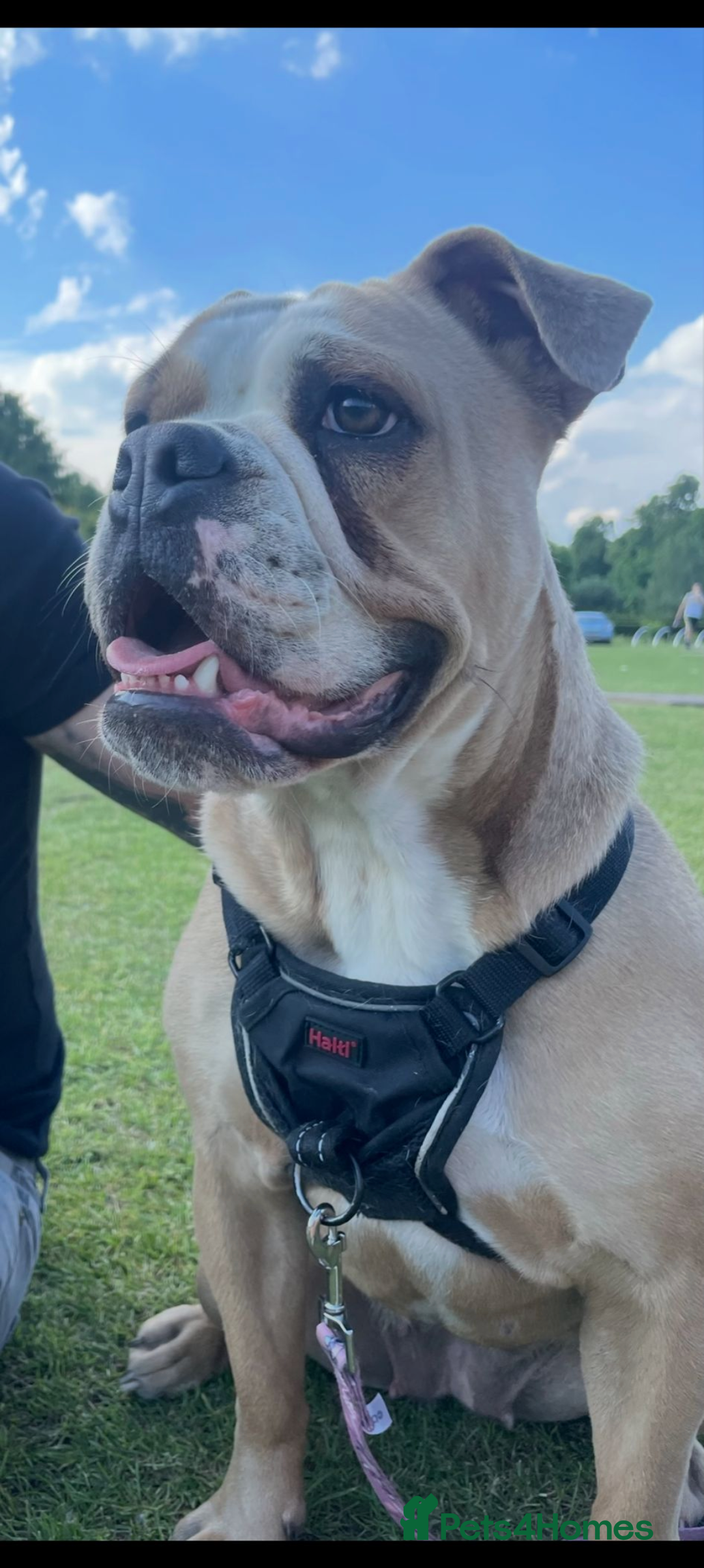 Old Tyme Bulldog dogs for sale: Kyro & Lyla Litter Old Tyme Old English Bullgdog - Image 29
