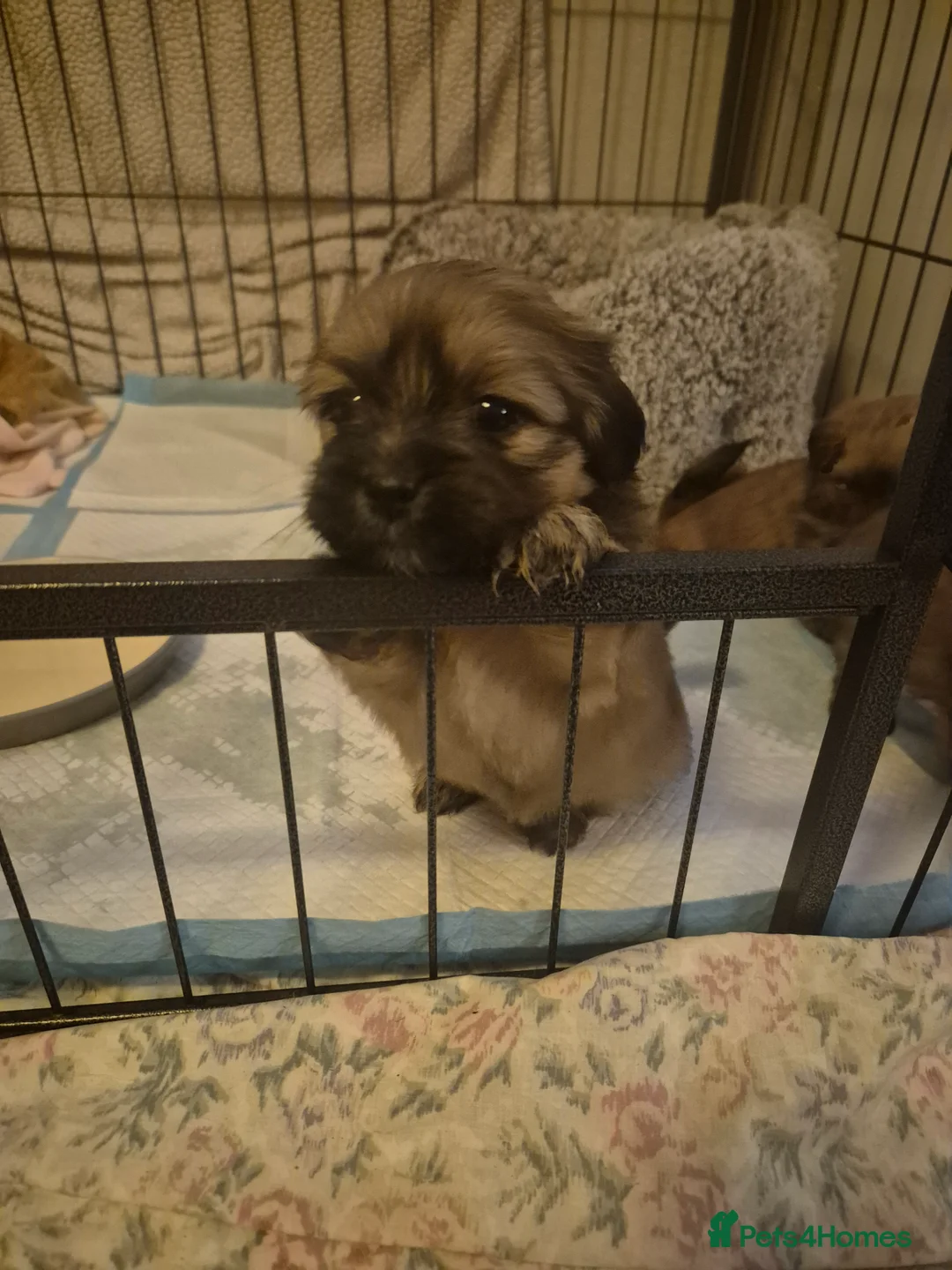 Mixed Breed dogs for sale: La-pom  pups , one boy still available  - Advert 8