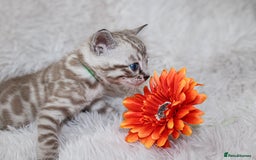 Bengal cats for sale: 🏆OUTSTANDING SHOW WINNING BENGALS KITTENS🔥 - Image 22