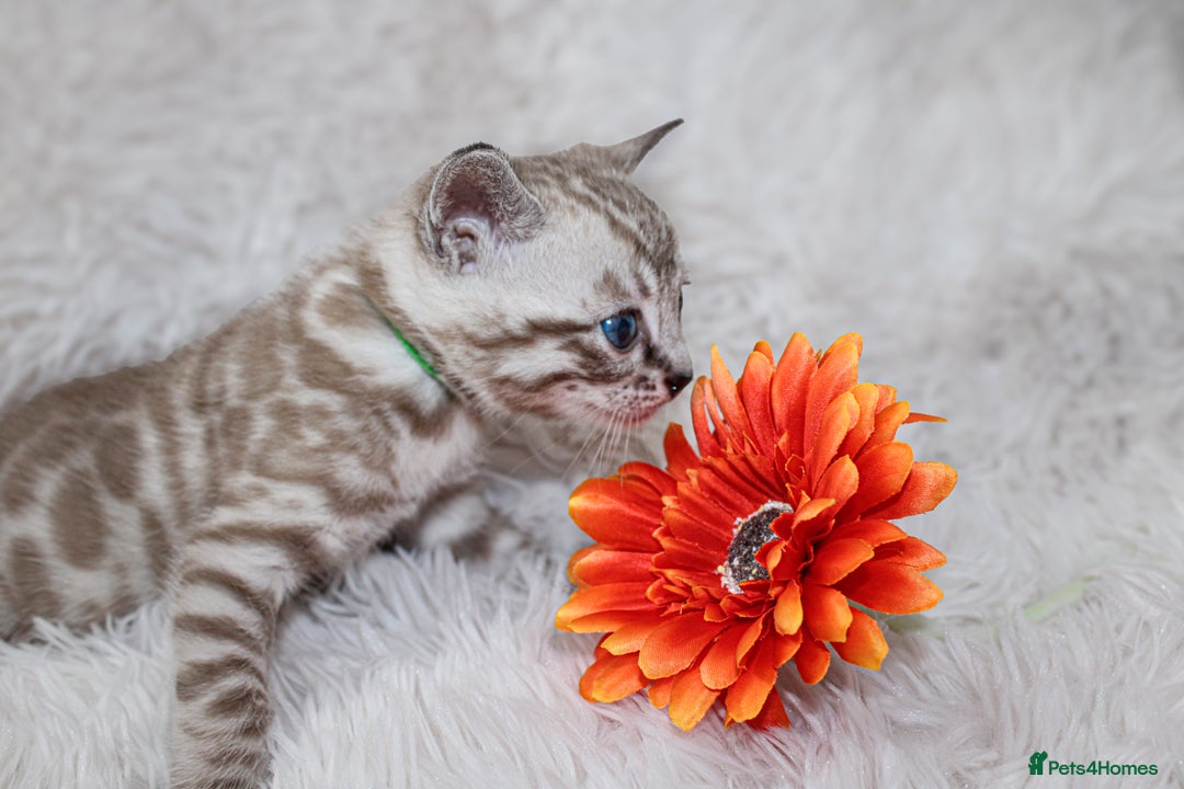 Bengal cats for sale: 🏆OUTSTANDING SHOW WINNING BENGALS KITTENS🔥 - Image 22