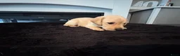 Labrador Retriever dogs for sale: 7 Labrador Puppies  in Reading - Advert 5