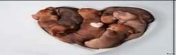 Dachshund dogs for sale: Dachshund choc-based-red puppies available now!! - Advert 10