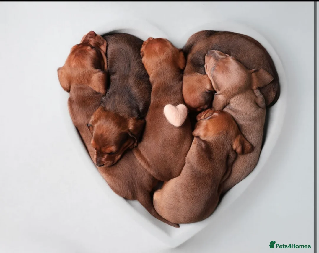 Dachshund dogs for sale: Dachshund choc-based-red puppies available now!! - Advert 10