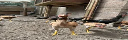 Chickens poultry for sale: O-Shamo Hens and Cockerels in Bridgwater - Advert 7