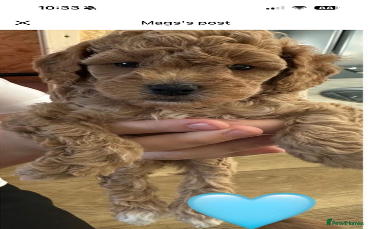Cockapoo dogs - Advert 11