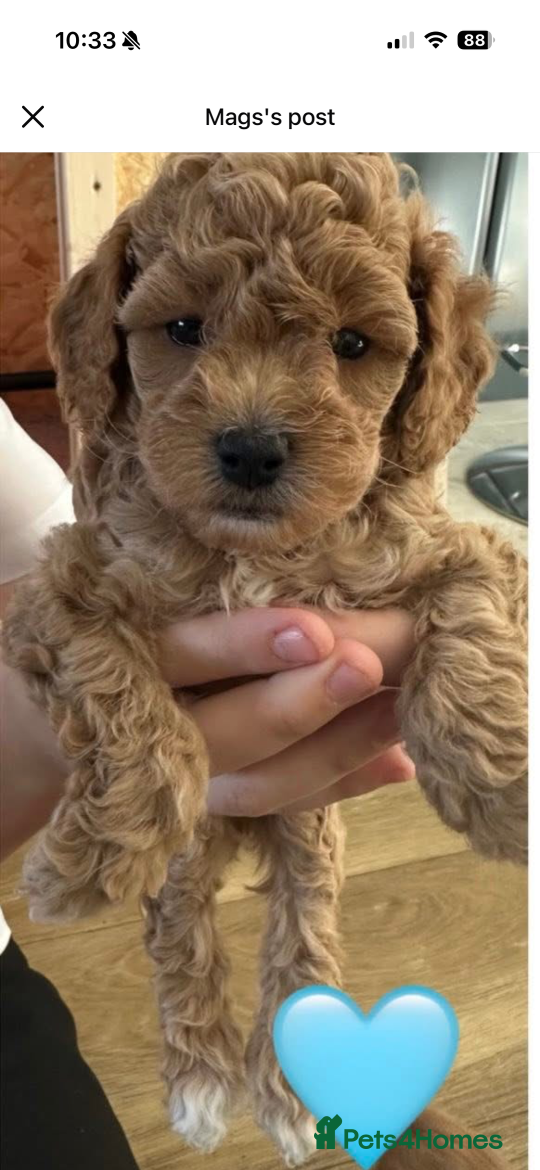 Cockapoo dogs for sale: Last little toy Cockapoo boy available - Image 1