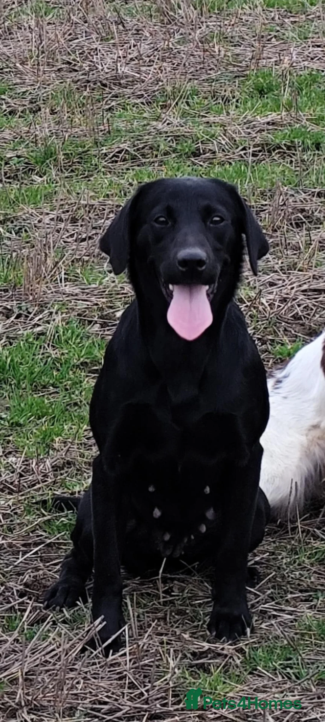 Labrador Retriever dogs for sale: Labrador pups  in Inverurie - Advert 1