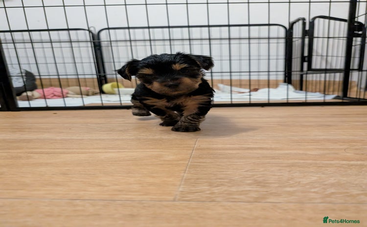 Yorkshire Terrier dogs - Advert 5