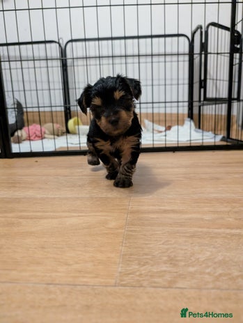 Yorkshire Terrier dogs - Advert 15