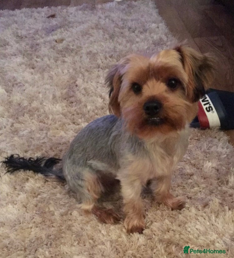 Yorkshire Terrier dogs Gorgeous Yorkshire terrier stud in Irvine - Advert 2