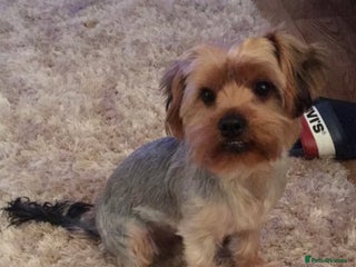 Yorkshire Terrier dogs in Irvine - Advert 39